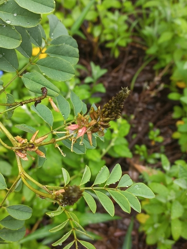 Image of Indigofera homblei by (c) Brian du Preez, some rights reserved (CC BY-SA)