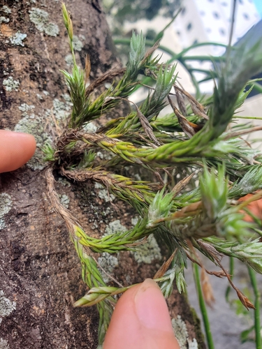 Foto de Cravo-do-mato