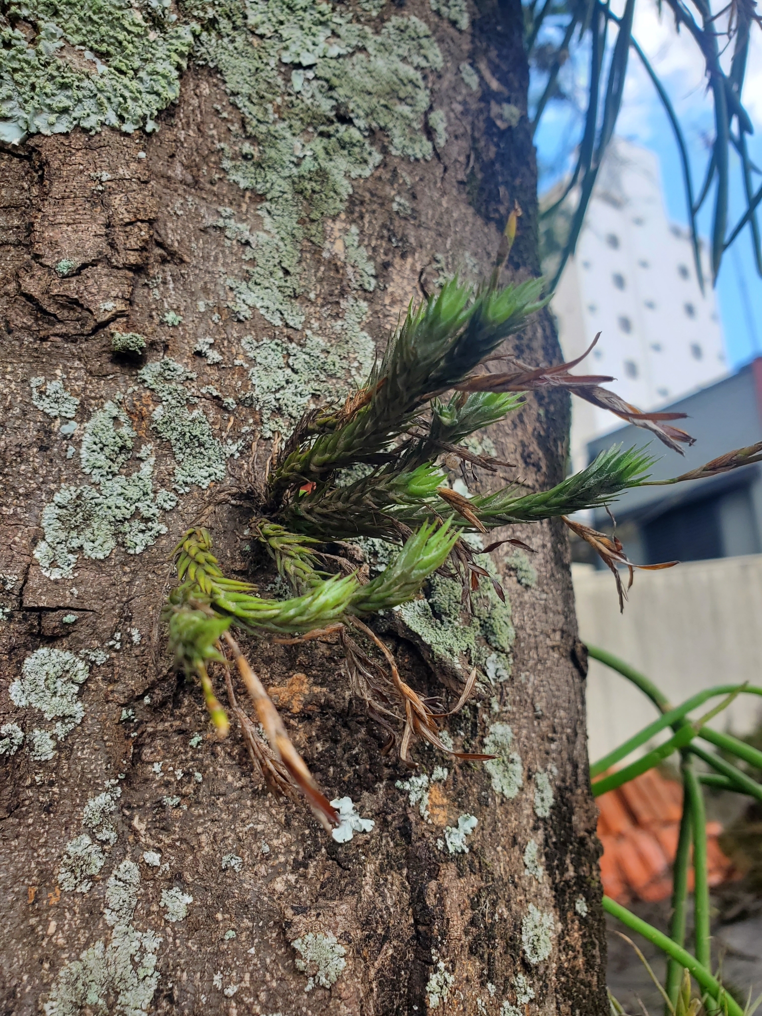 Imagem de Cravo-do-mato