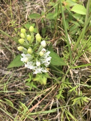 Habenaria monorrhiza