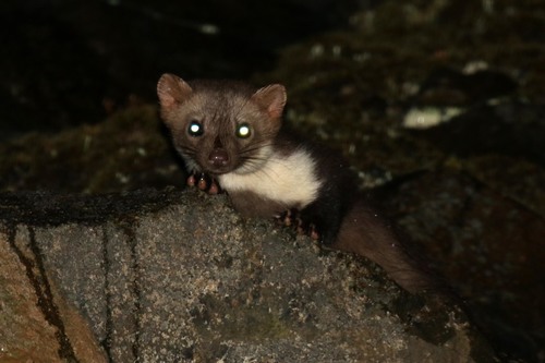 Stone Marten