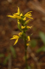 Gavilea lutea