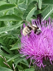 Bombus mucidus