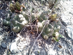 Thelocactus