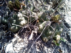 Thelocactus