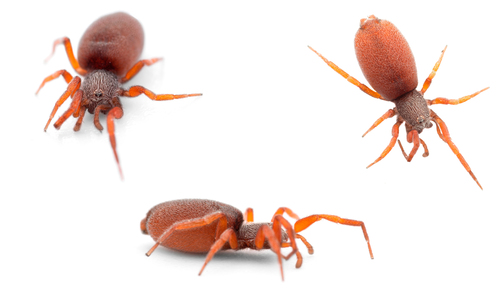 Prodidomus amaranthinus