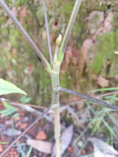 Foto de Embaúba