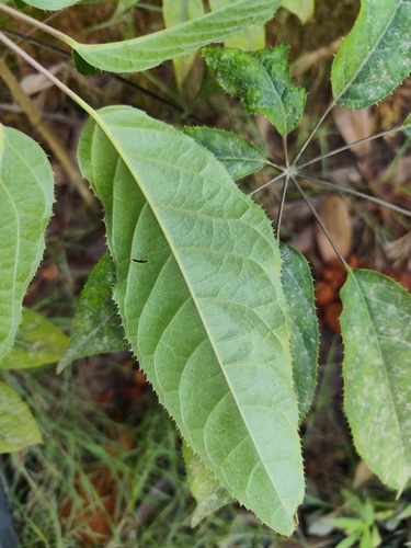Foto de Embaúba