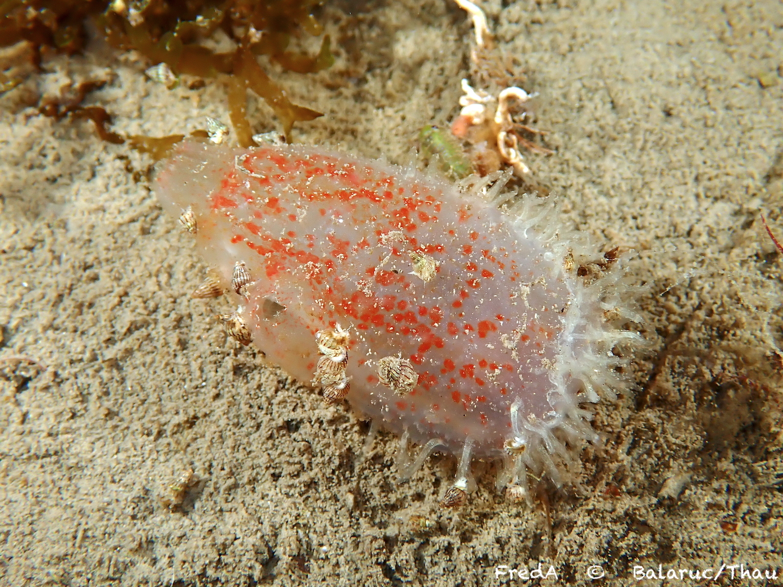 Ascidiella aspersa (Müller, 1776)
