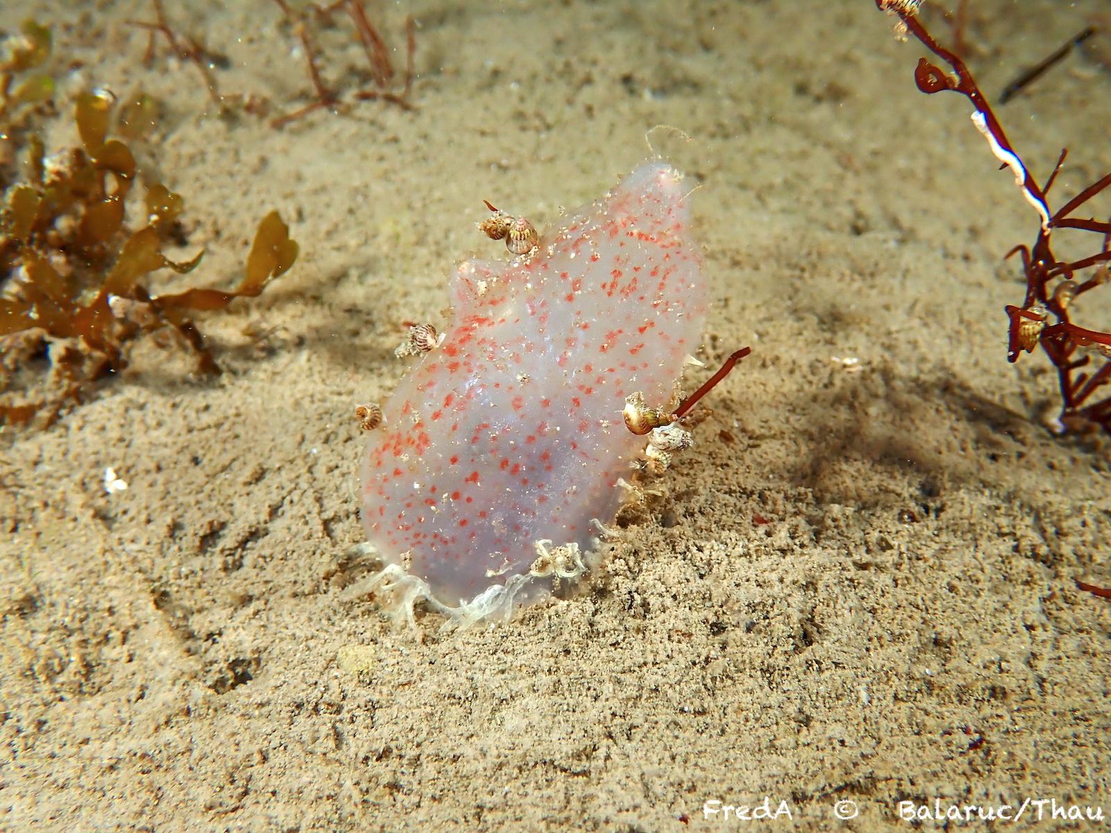 Ascidiella aspersa (Müller, 1776)