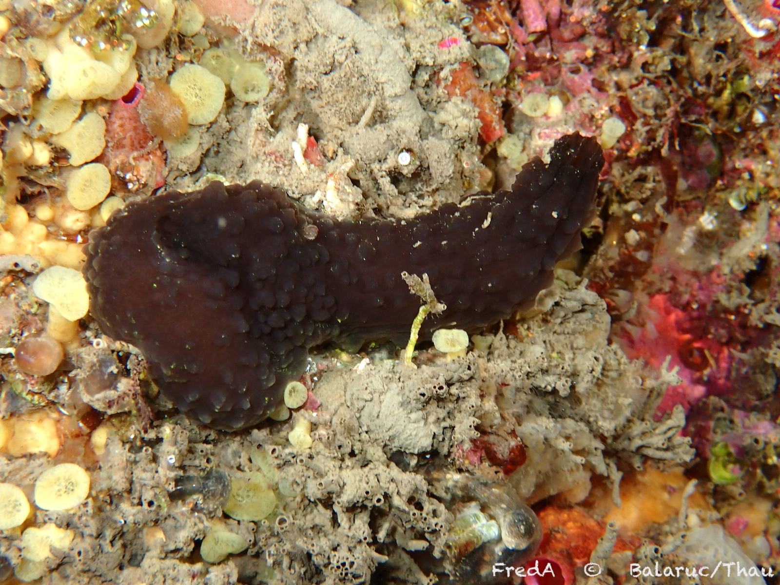 Phallusia fumigata (Grube, 1864)