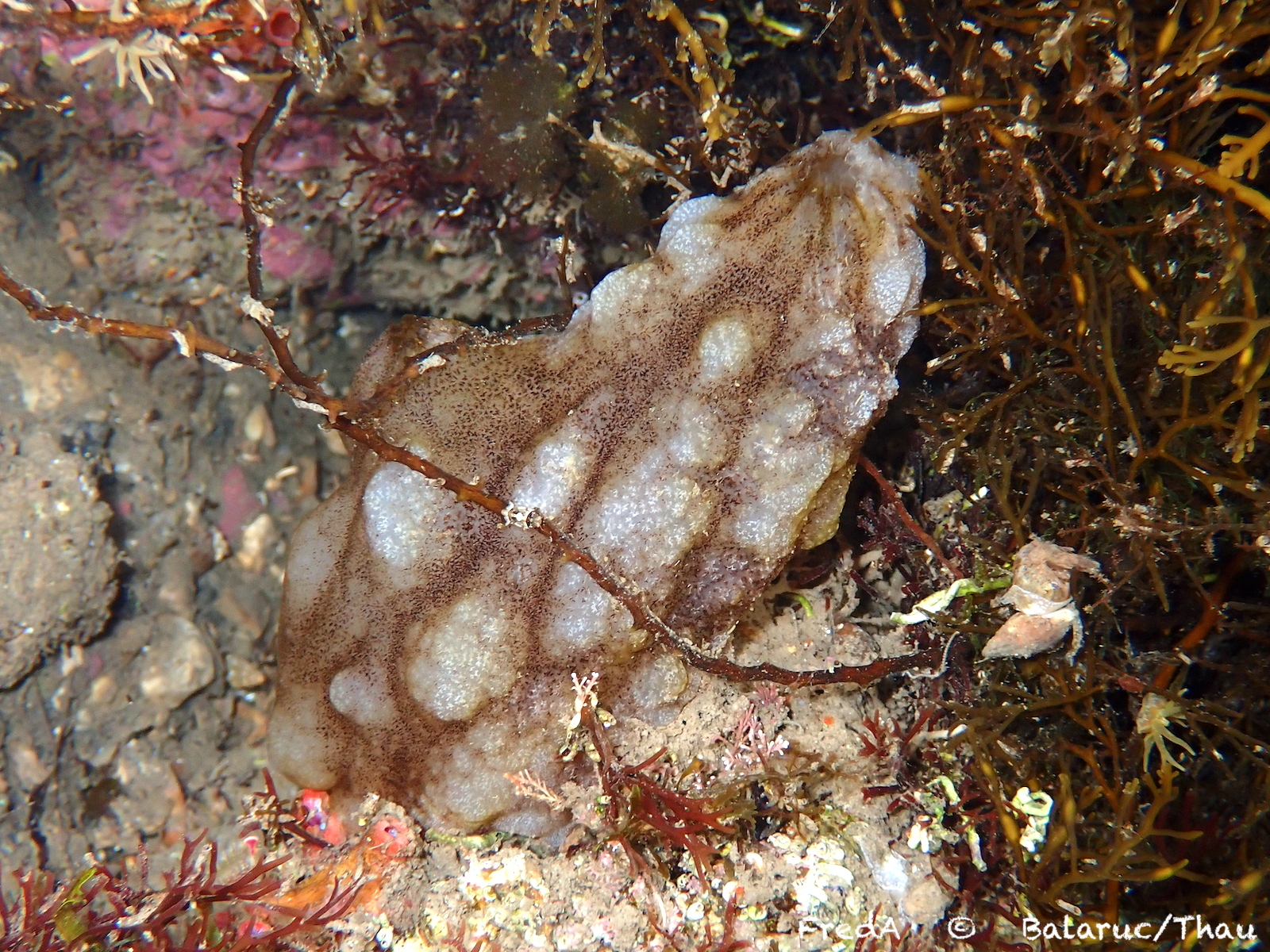 Phallusia mammillata (Cuvier, 1815)