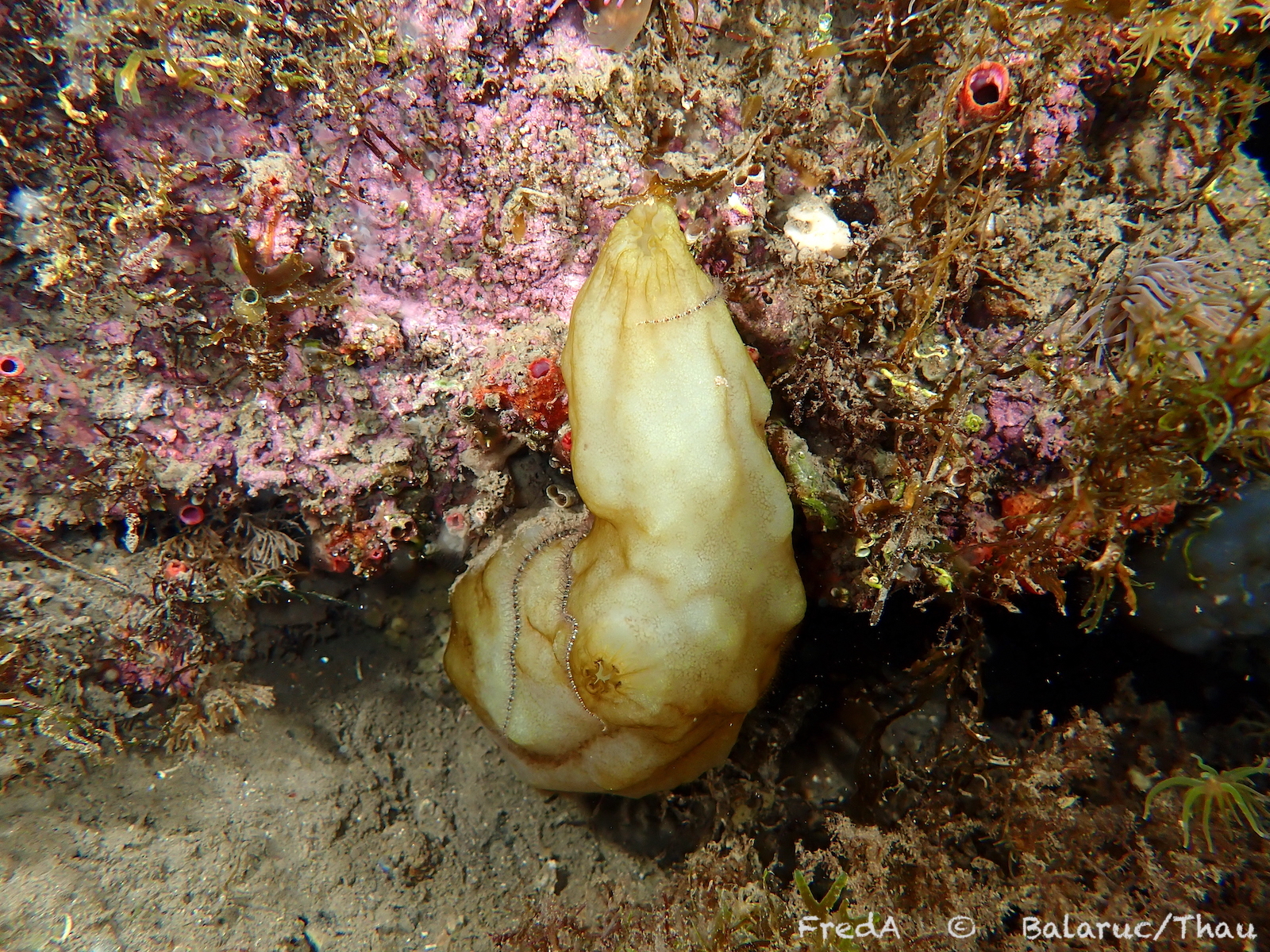 Phallusia mammillata (Cuvier, 1815)