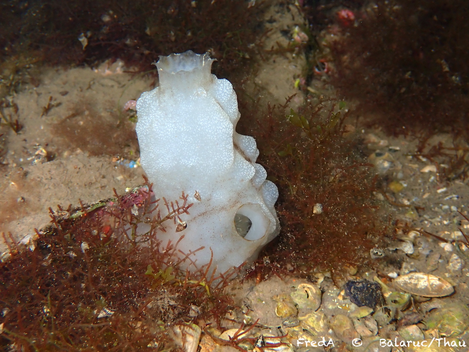 Phallusia mammillata (Cuvier, 1815)