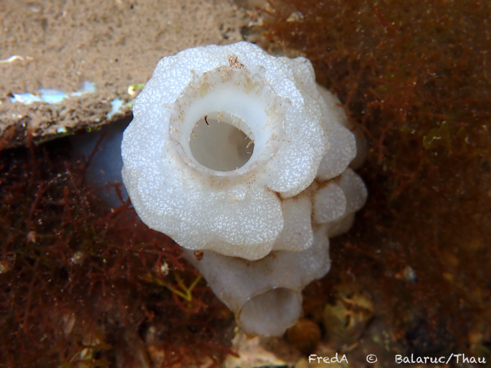 Phallusia mammillata (Cuvier, 1815)