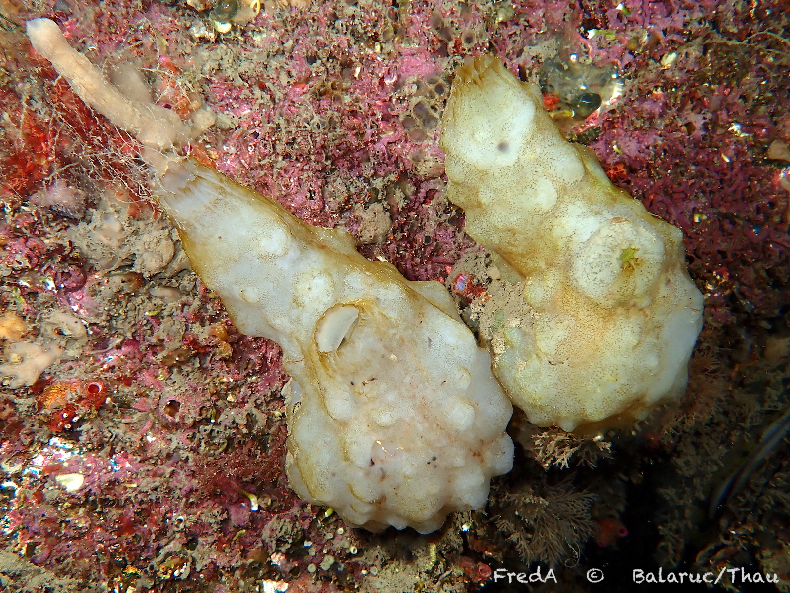 Phallusia mammillata (Cuvier, 1815)