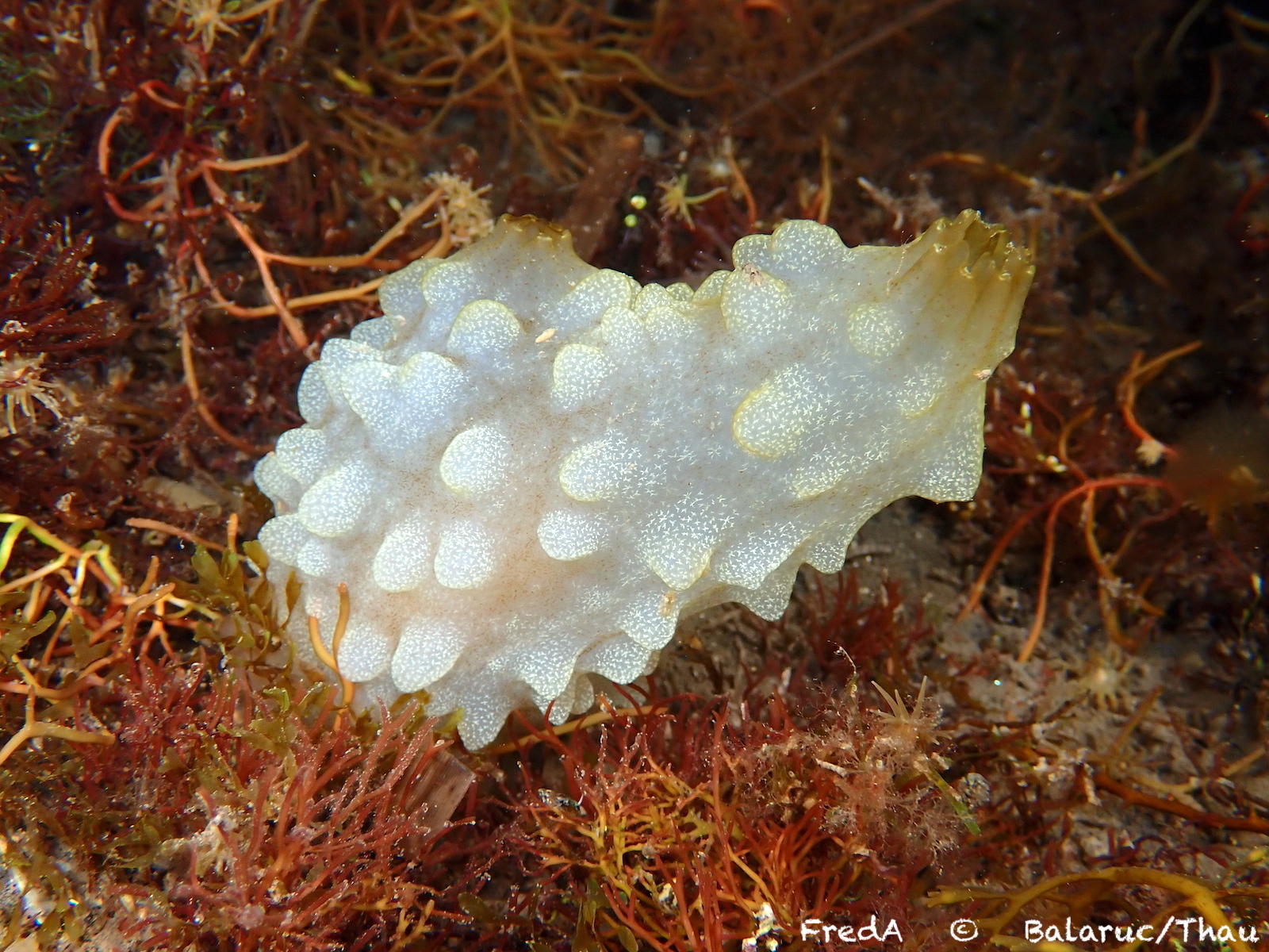 Phallusia mammillata (Cuvier, 1815)