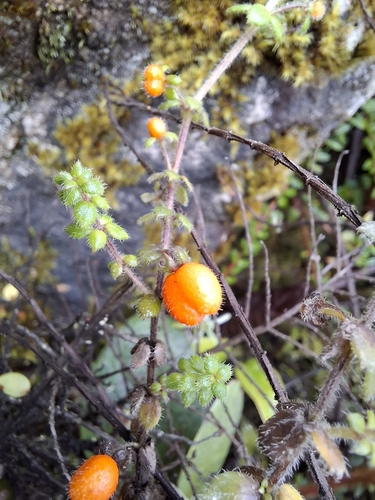 Foto de Tangerininha do brejo