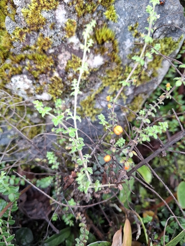 Foto de Tangerininha do brejo