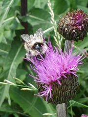 Bombus mucidus