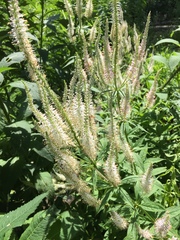 Veronicastrum