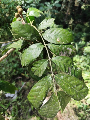 Foto de Taúva