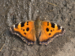 Nymphalis xanthomelas