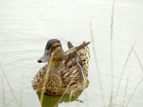 Canard colvert, femelle