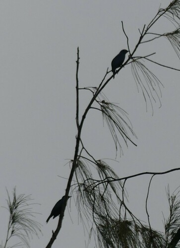 Black-bellied Starling (Notopholia corusca), photo 10