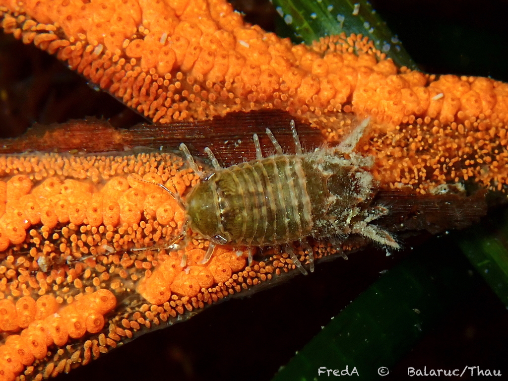 Cymodoce spinosa