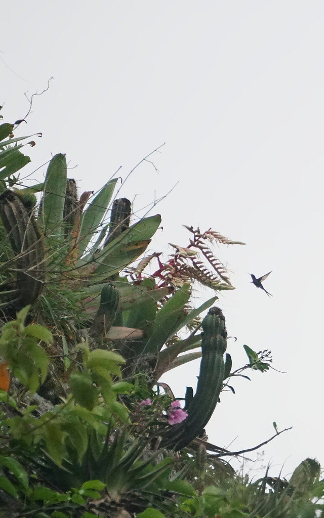 Alcantarea glaziouana (Alcantarea glaziouana)