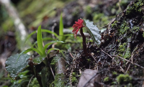 Begonia maculata