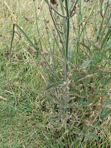 Image of Verbena incompta by (c) Arnim Littek, some rights reserved (CC BY)