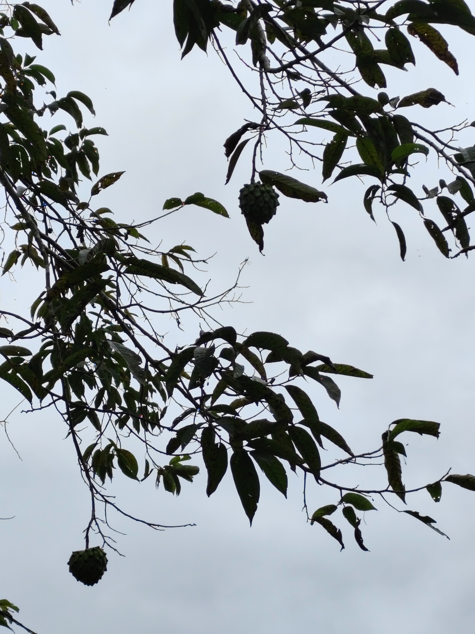 Imagem de Biribá