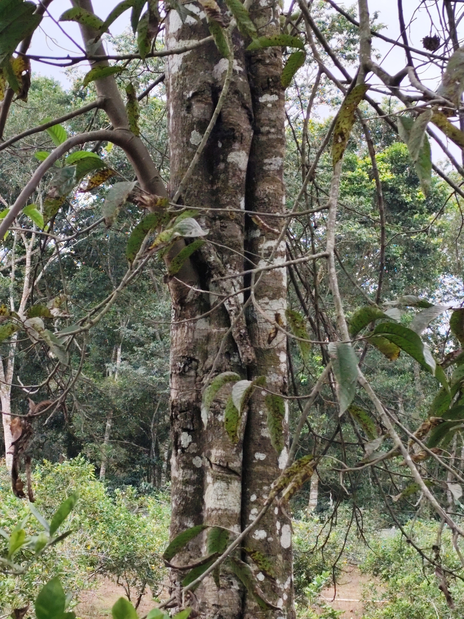 Imagem de Biribá