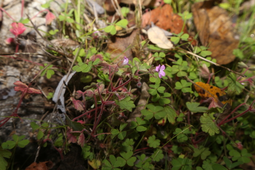 Foto de Malva-de-cheiro