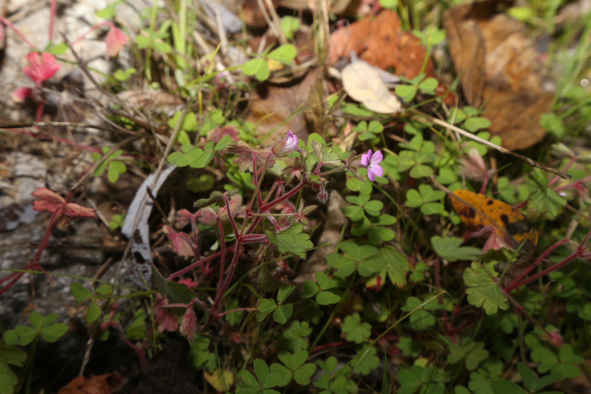 Imagem de Malva-de-cheiro