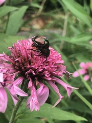 Popillia japonica