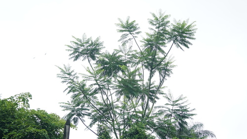 Image of Brazilian Firetree (Schizolobium parahyba) by (c) filipeprates, some rights reserved (CC BY)