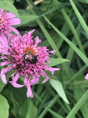 Popillia japonica