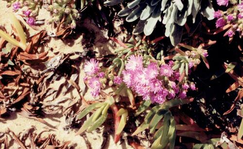 Carpobrotus acinaciformis