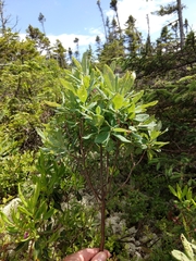 Rhododendron canadense