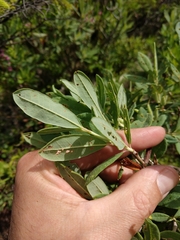 Rhododendron canadense