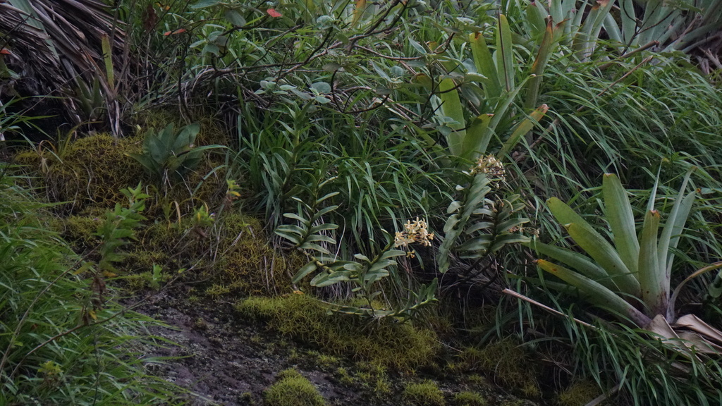 Epidendrum ammophilum