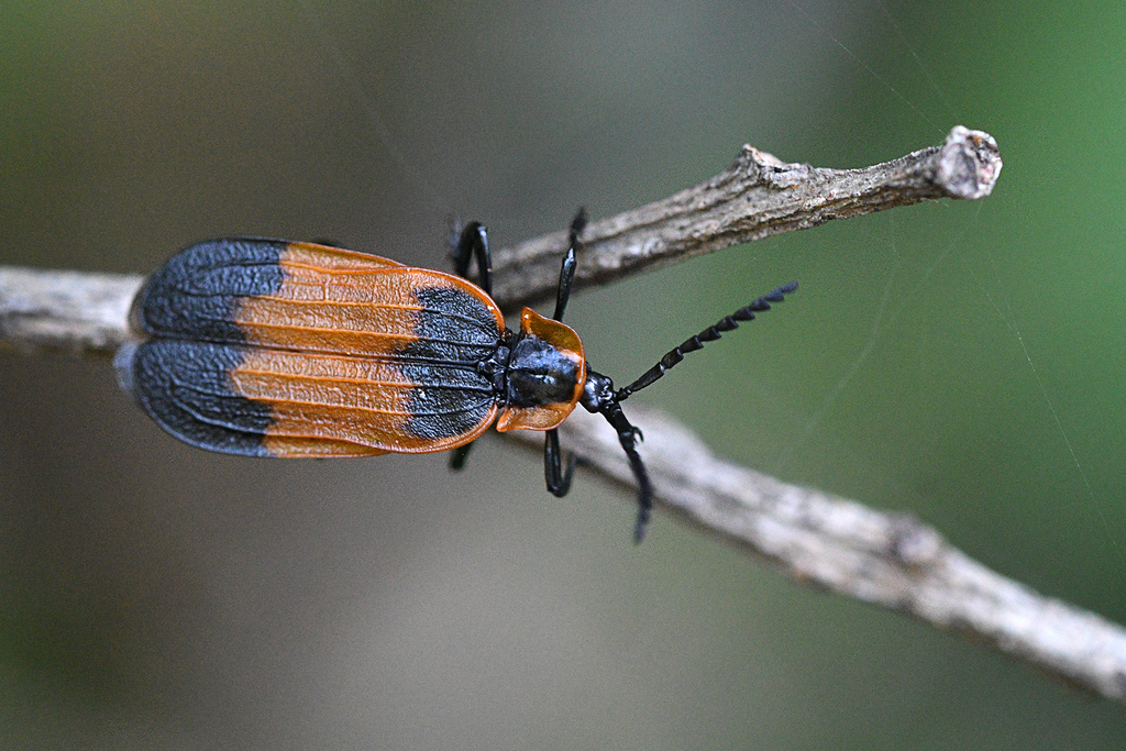 Lycus zonatus