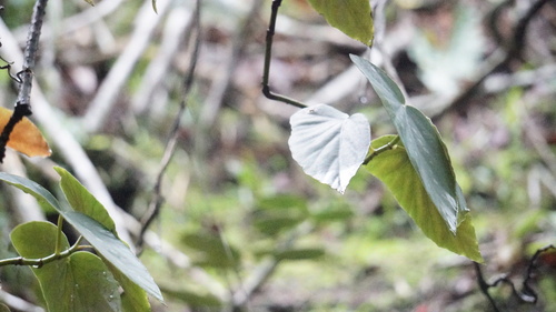 Image of Begonia maculata by (c) filipeprates, some rights reserved (CC BY)