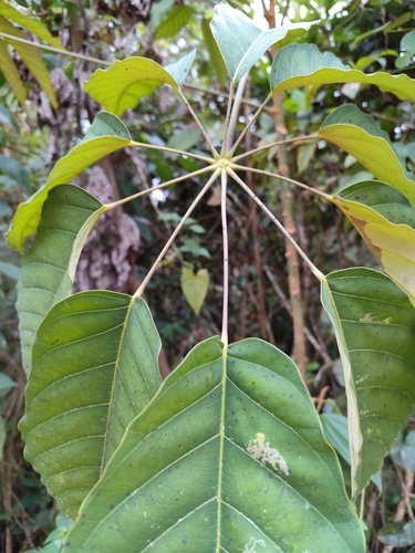 Foto de Embaúba