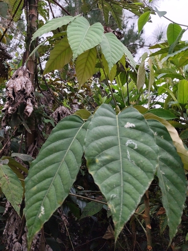 Foto de Embaúba