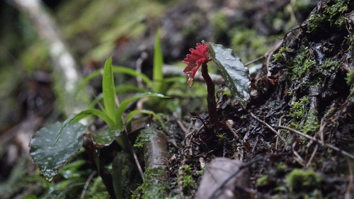Begonia maculata