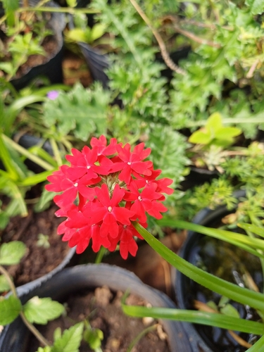 Foto de Verbena